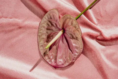   Årsager til, at din vagina kan være dehydreret (ud over overgangsalderen) fra en OB/GYN