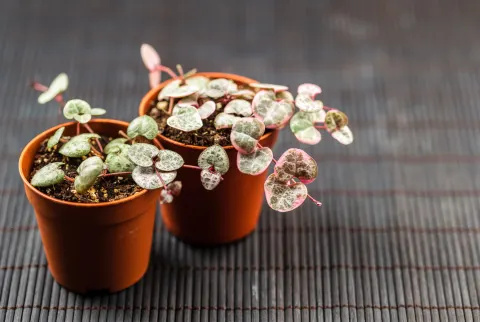   String of Hearts Young Ceropegia Plant i en pot Stock Photo